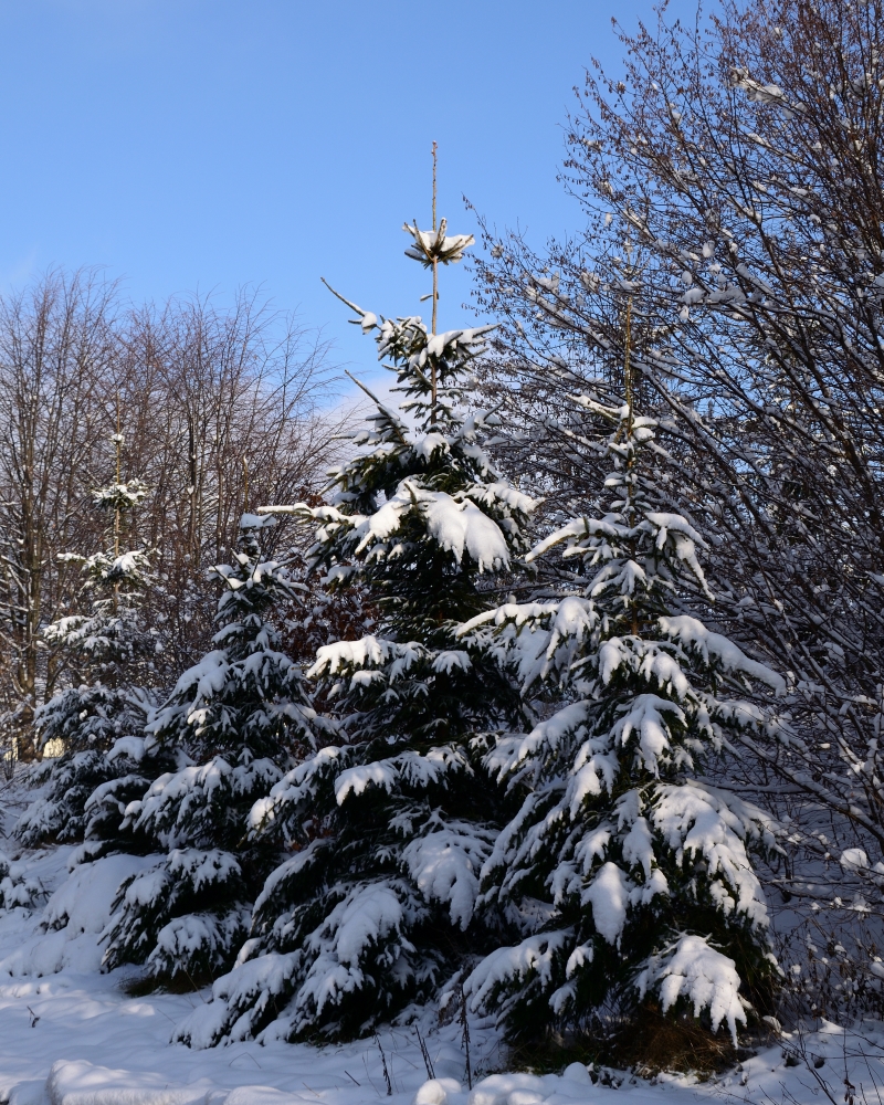 DSC_7665_00001n.jpg