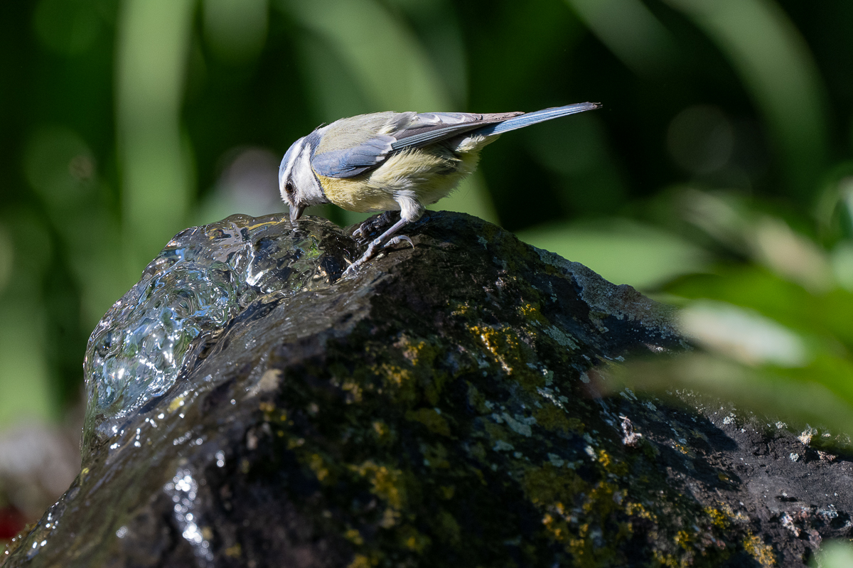 DSC_7768.jpg