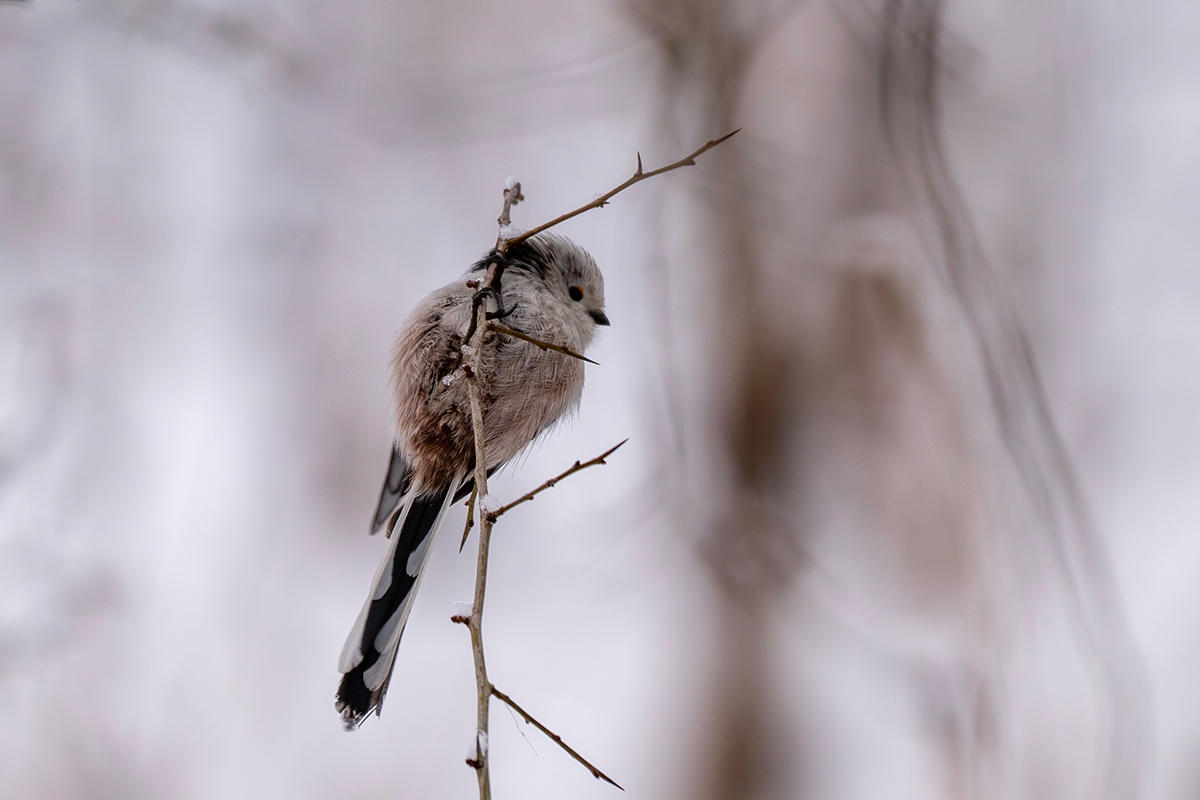 DSC_7784.jpg