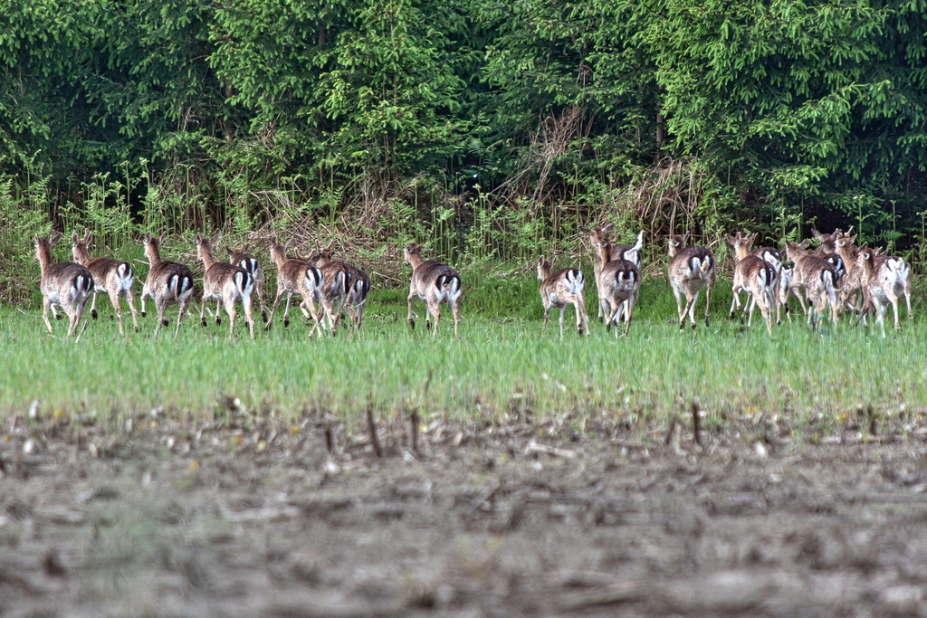 DSC_7803.jpg