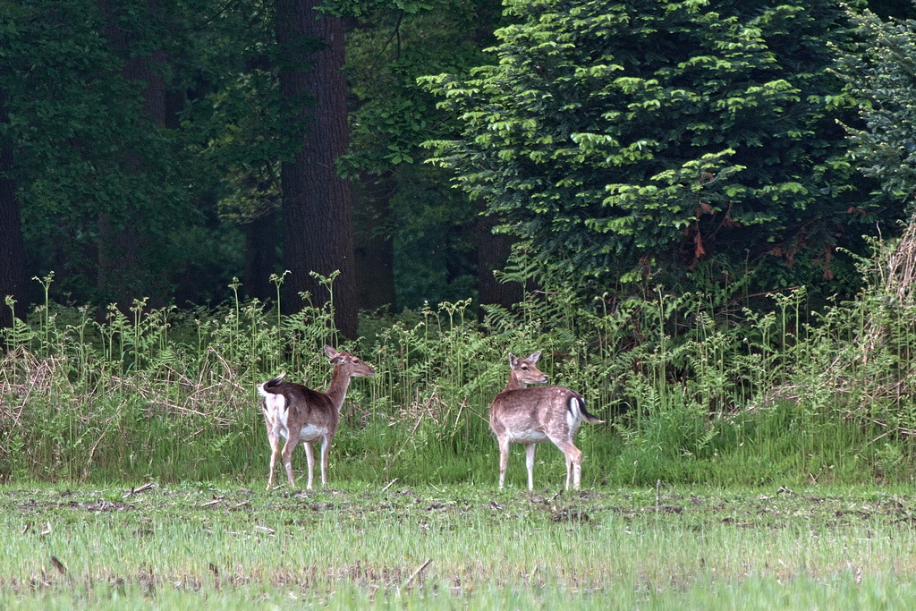 DSC_7810.jpg