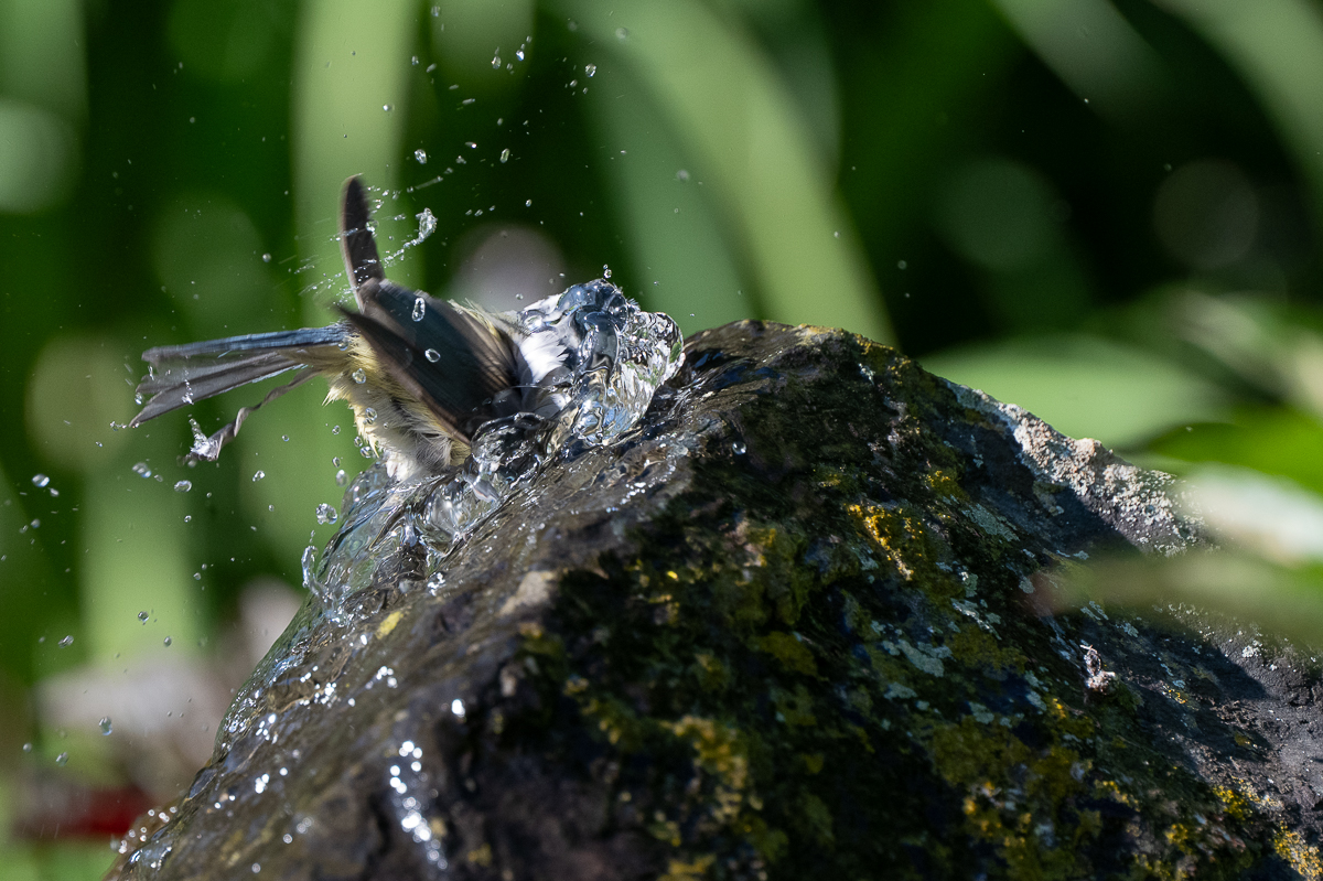DSC_7847.jpg