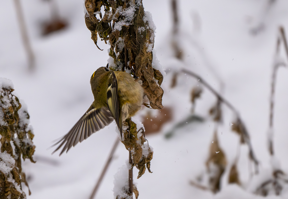 DSC_7912.jpg