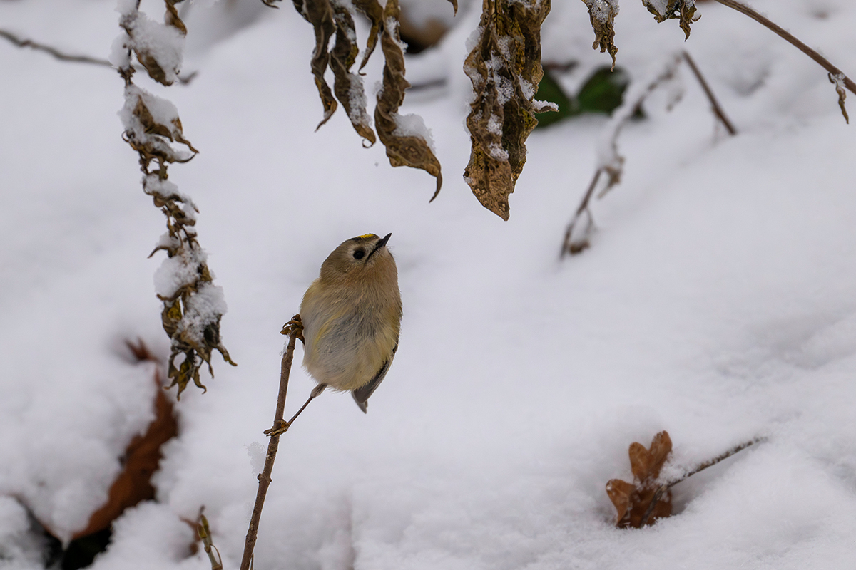 DSC_7938.jpg