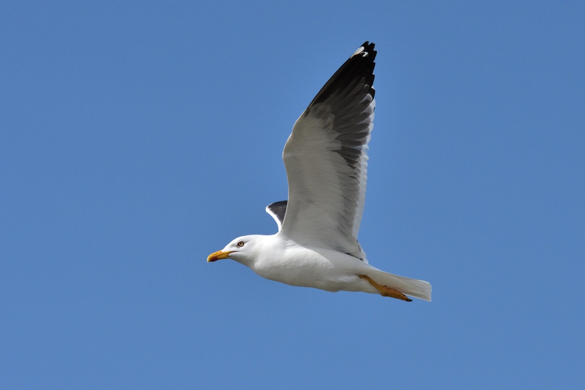 DSC_8000_f.jpg