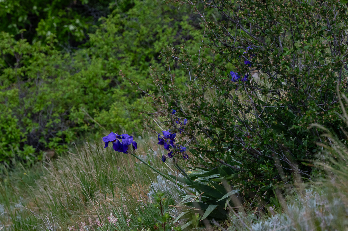 DSC_8033.jpg