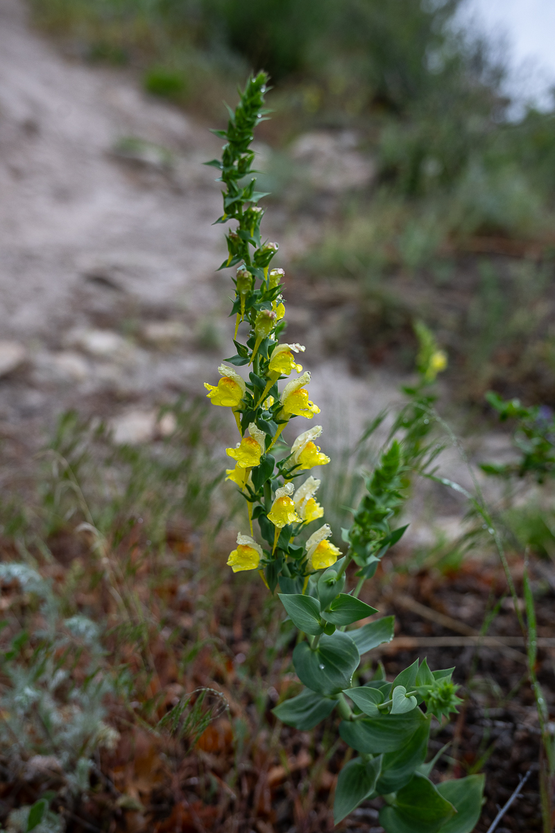 DSC_8037.jpg