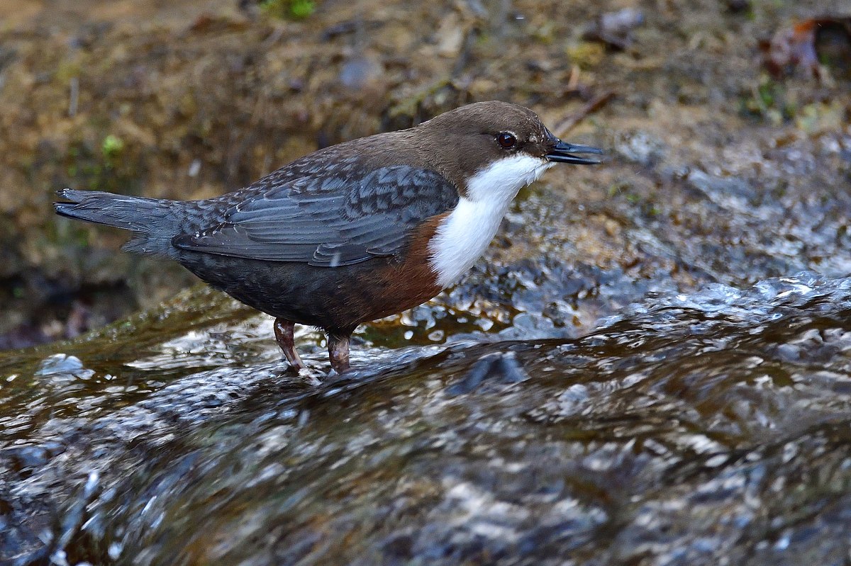 DSC_8063.jpg