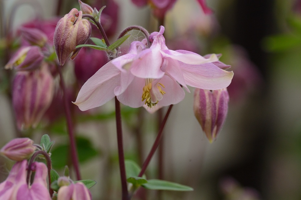 DSC_8144a.jpg