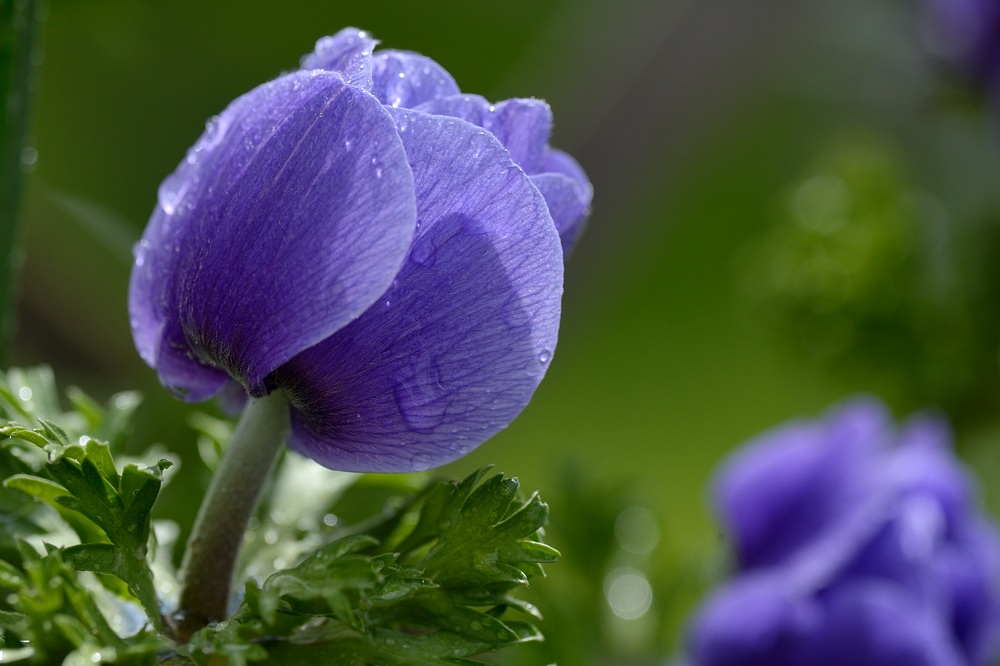DSC_8156a.jpg