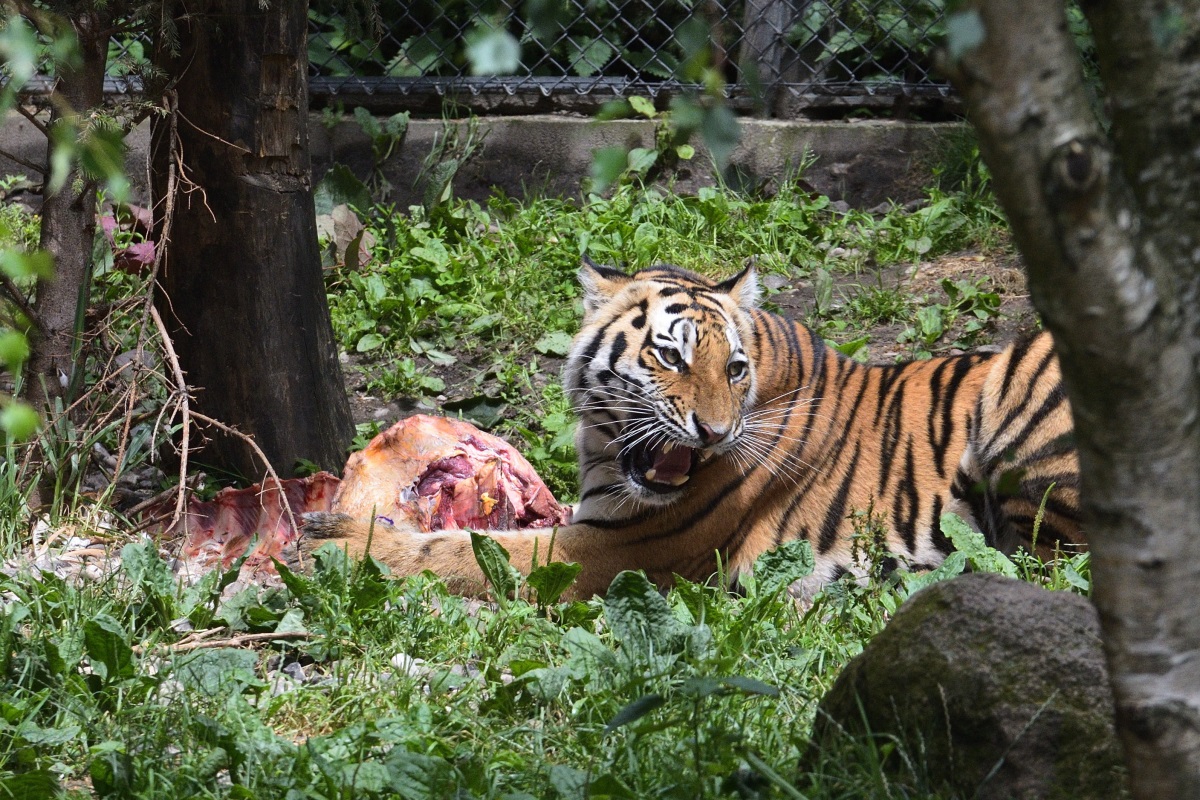 DSC_8211_f.jpg