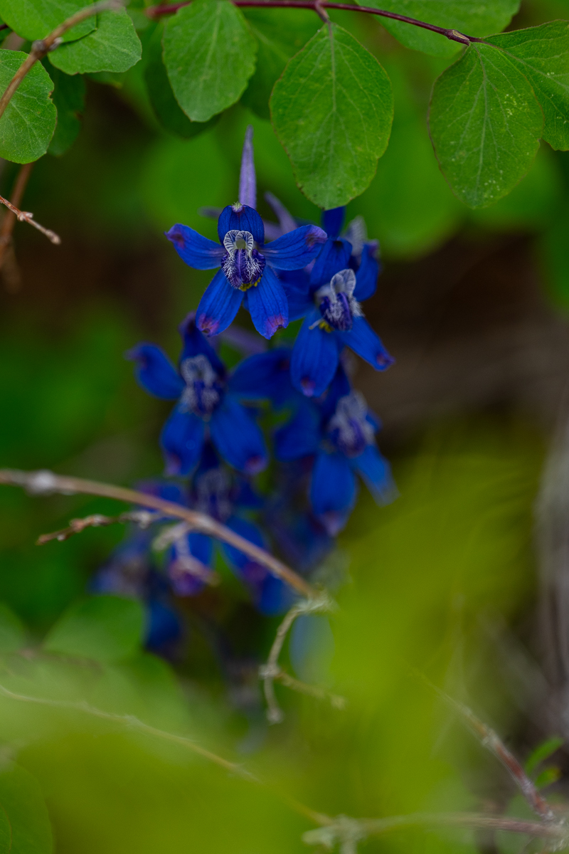 DSC_8222.jpg