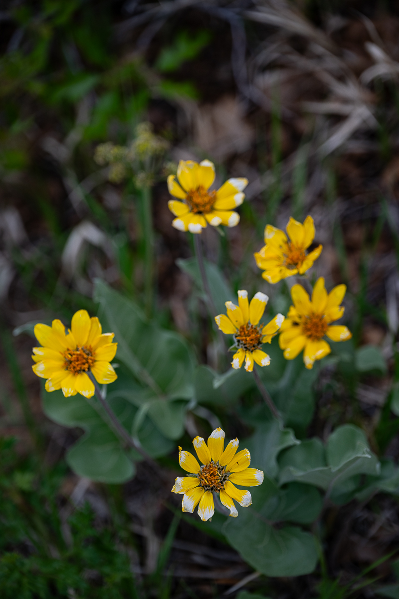 DSC_8228.jpg