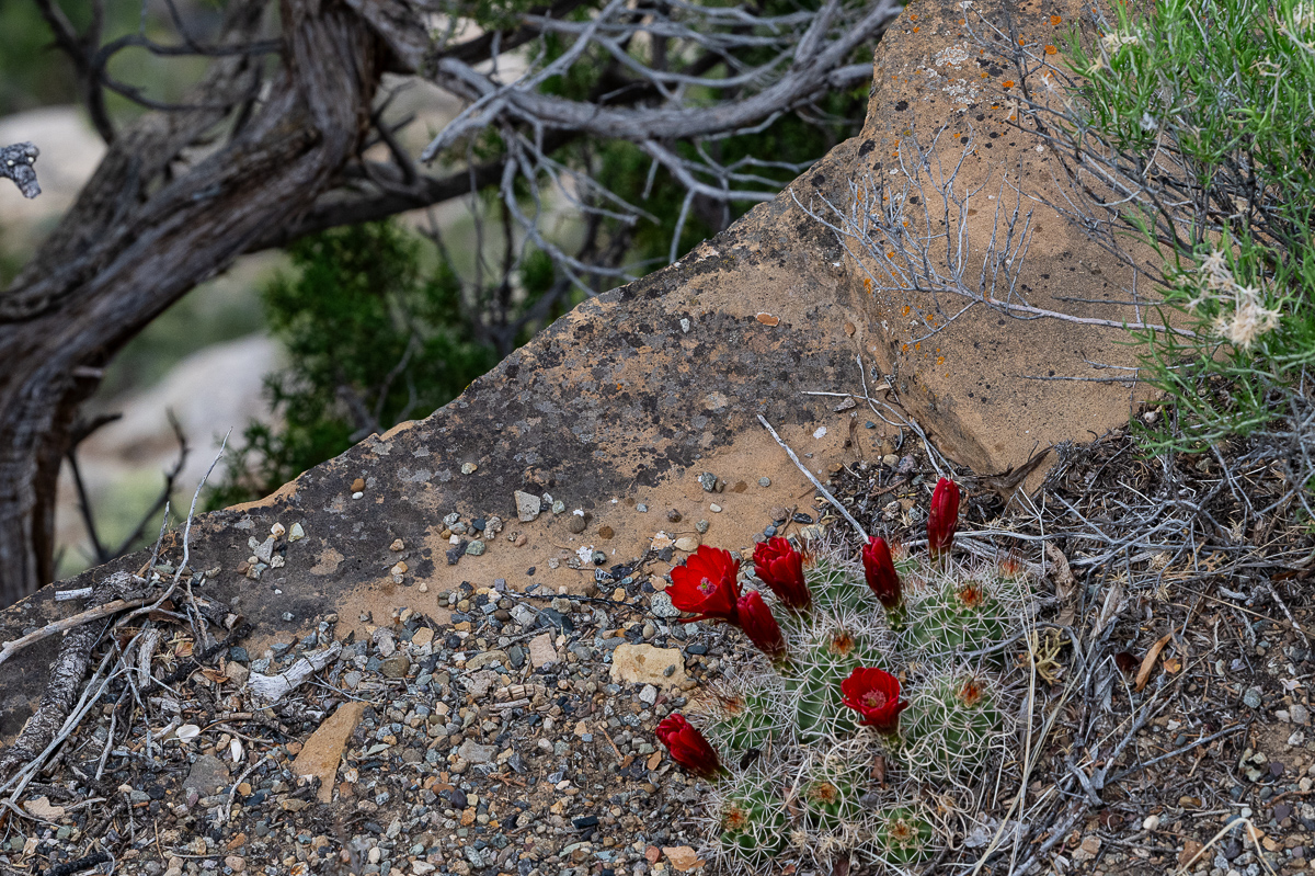 DSC_8230.jpg
