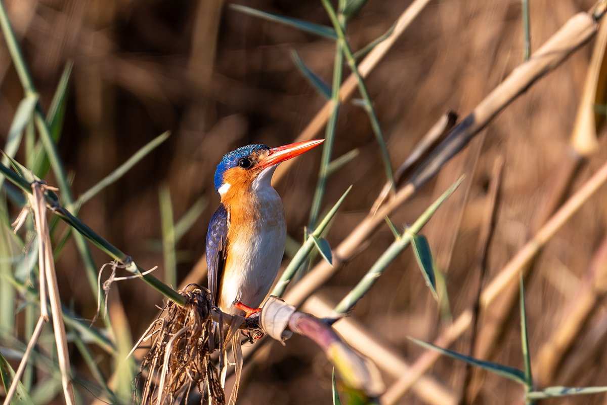 DSC_8231.jpg