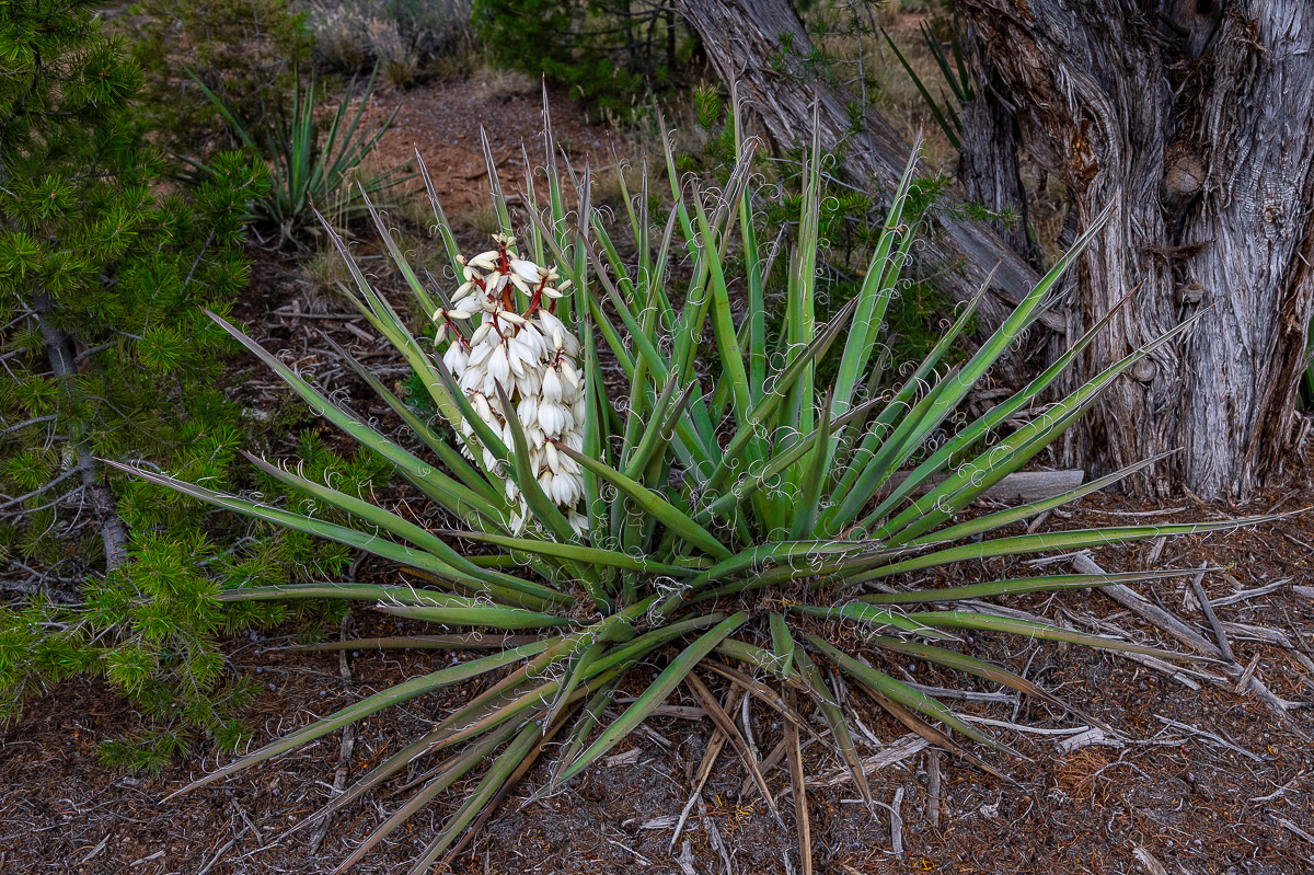 DSC_8238.jpg