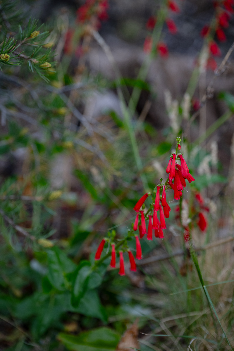 DSC_8255.jpg