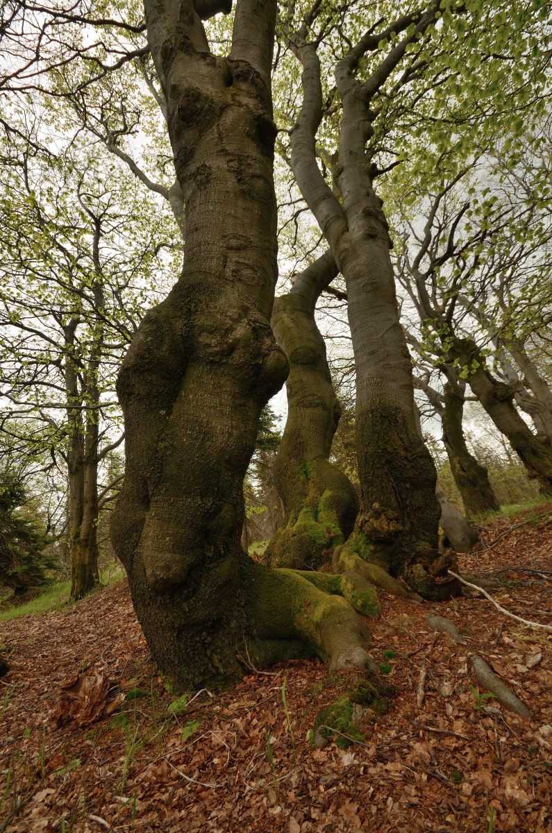 DSC_8328_00001n.jpg