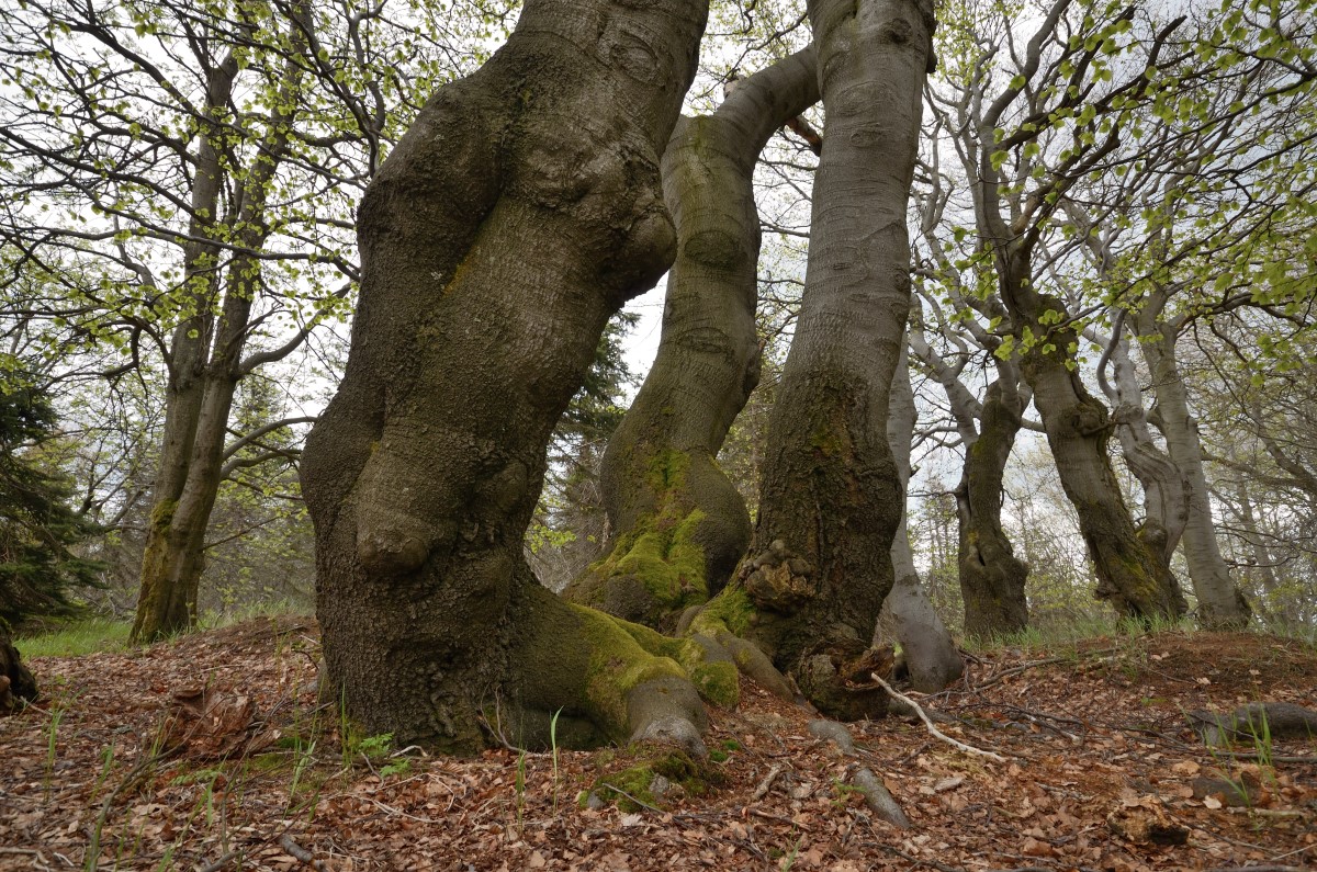 DSC_8332_00001n.jpg