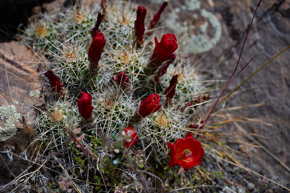 DSC_8505.jpg