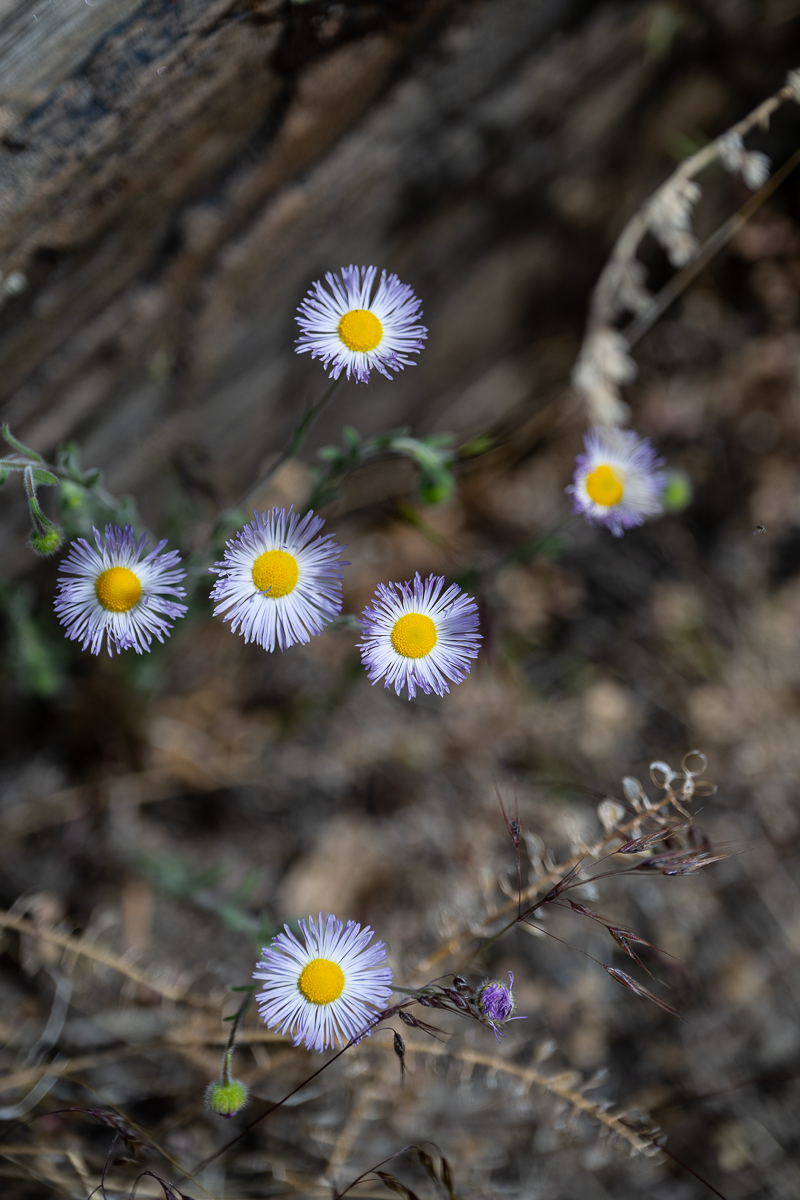 DSC_8506.jpg