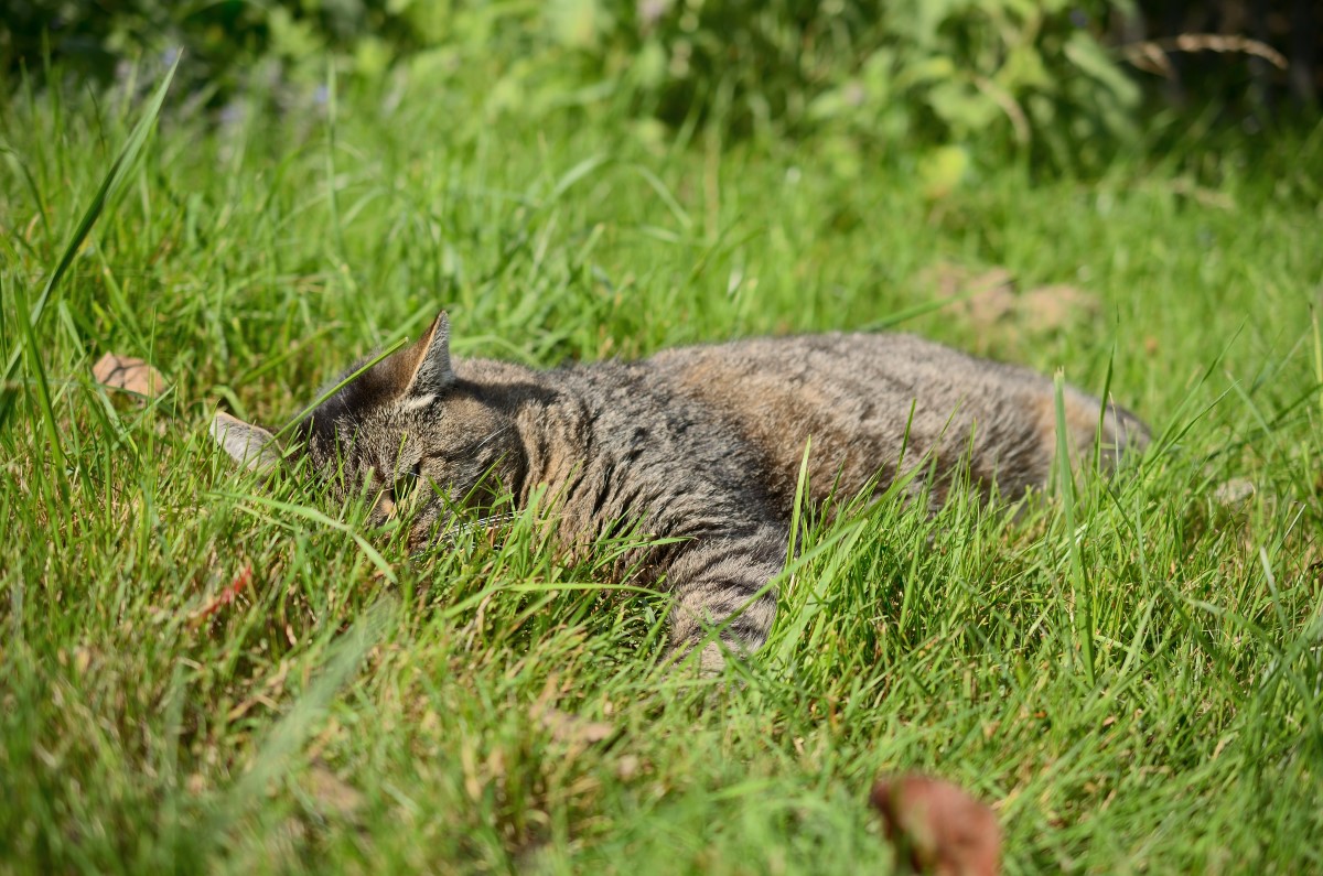 DSC_8535_00001n.jpg