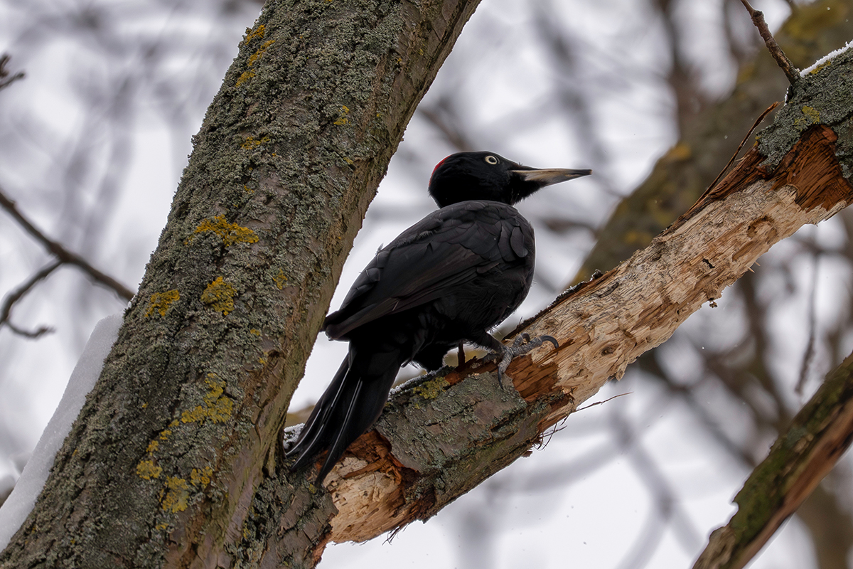 DSC_8556.jpg