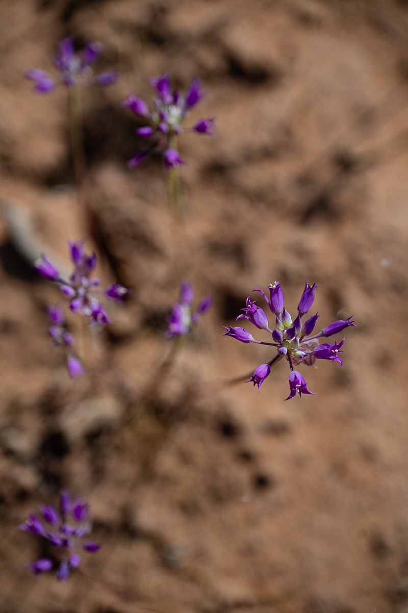 DSC_8559.jpg