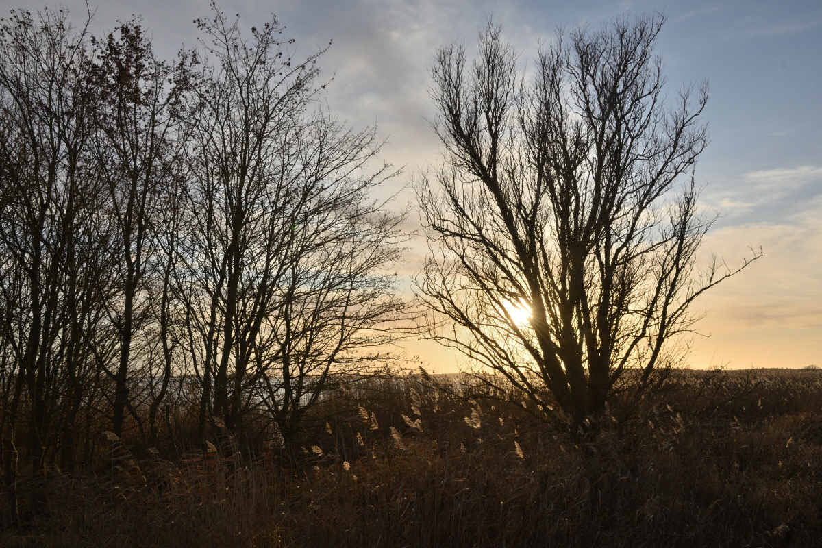 DSC_8638.JPG