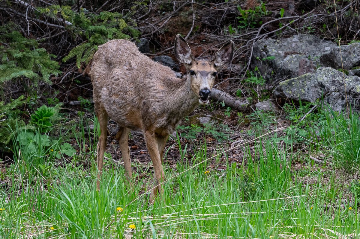 DSC_8682.jpg