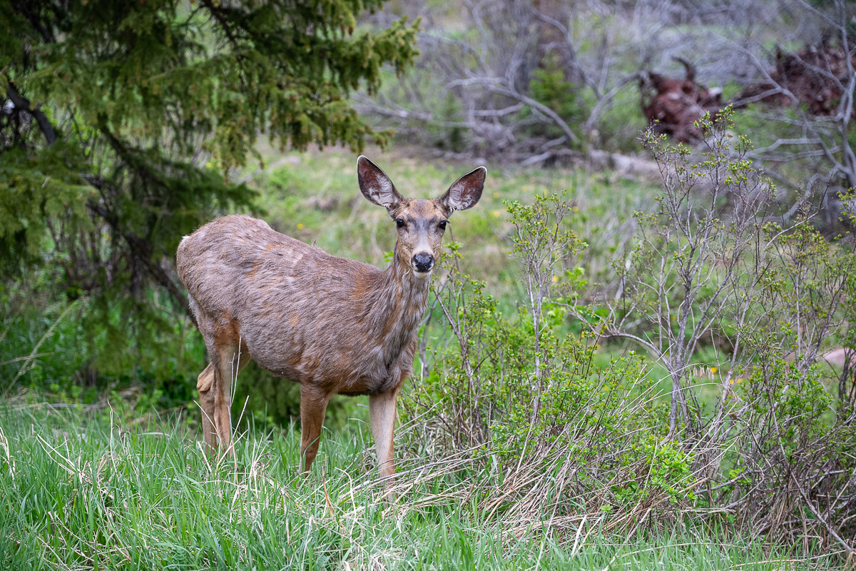 DSC_8709.jpg