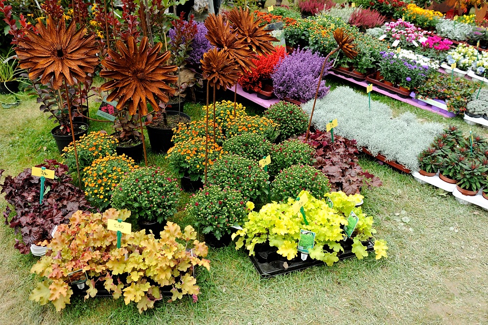 DSC_8715a.jpg