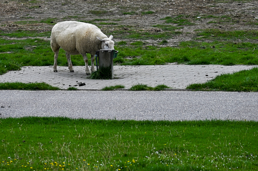 DSC_8749.jpg