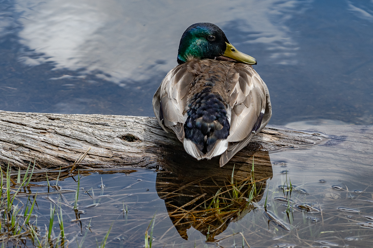 DSC_8777.jpg