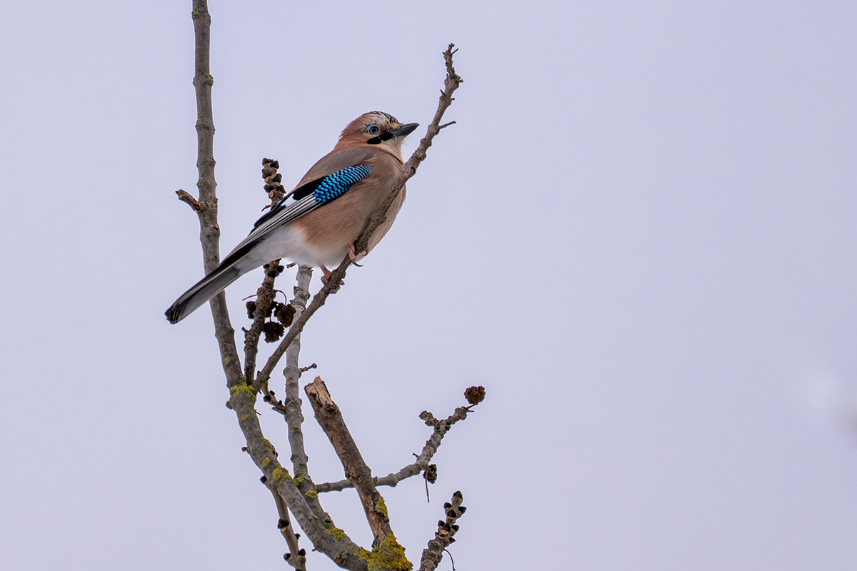 DSC_8787.jpg