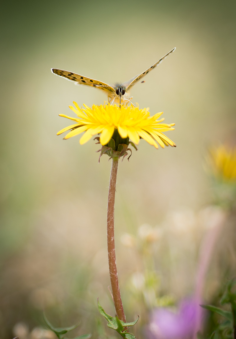 DSC_8807forum.jpg
