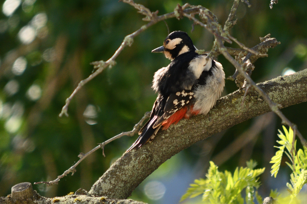DSC_8832.JPG