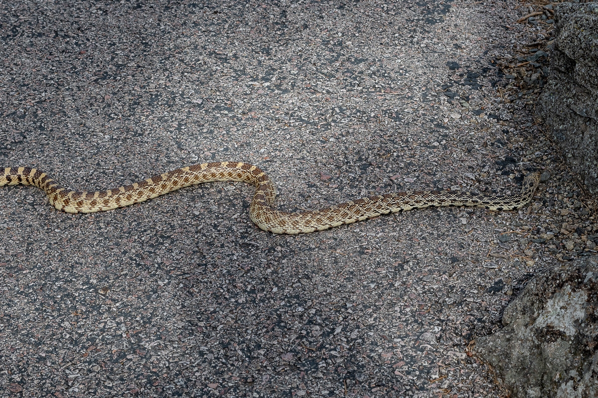 DSC_8919.jpg