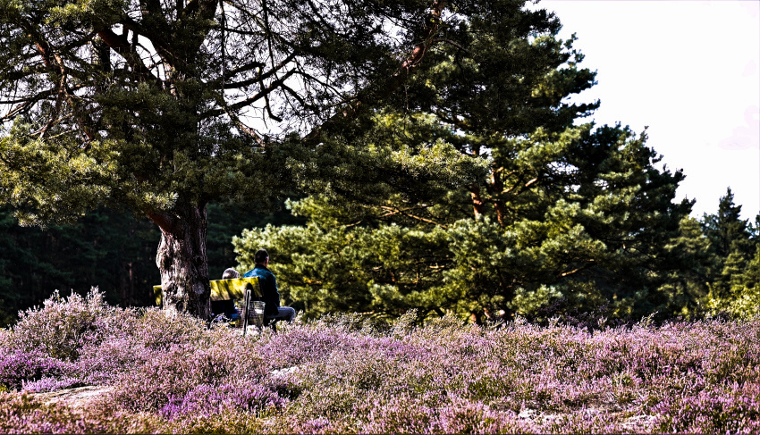DSC_8954.jpg