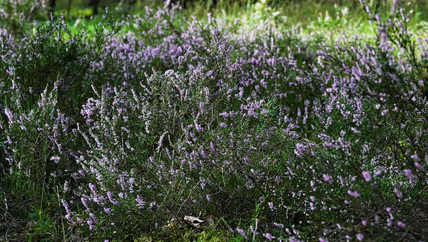 DSC_9006.jpg