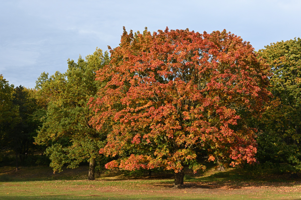DSC_9012.JPG