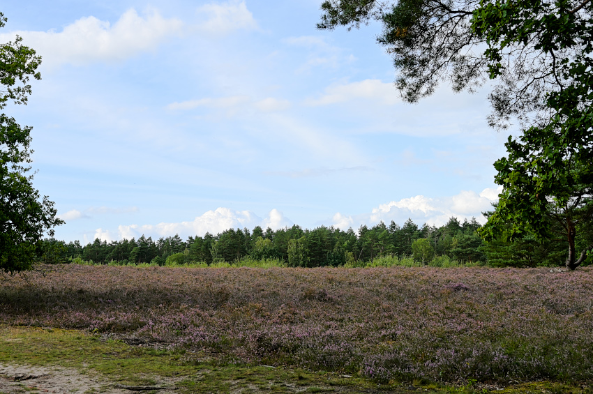 DSC_9013.jpg