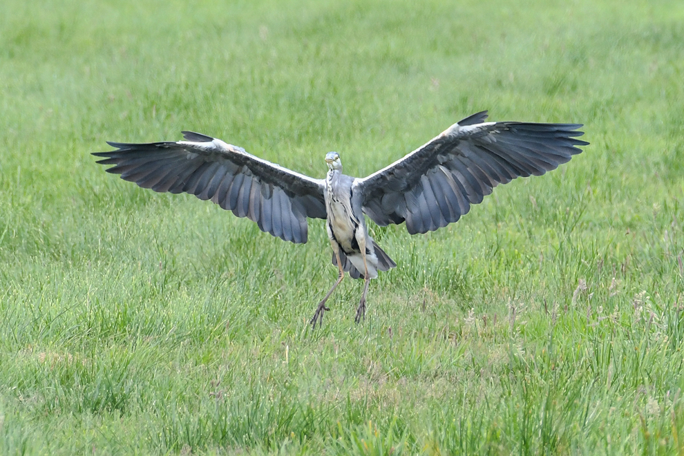 DSC_9033.jpg
