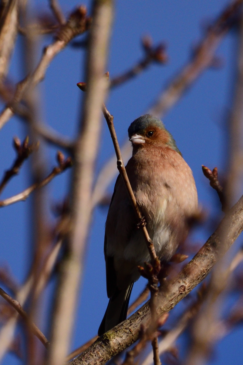 DSC_9033_00001.jpg