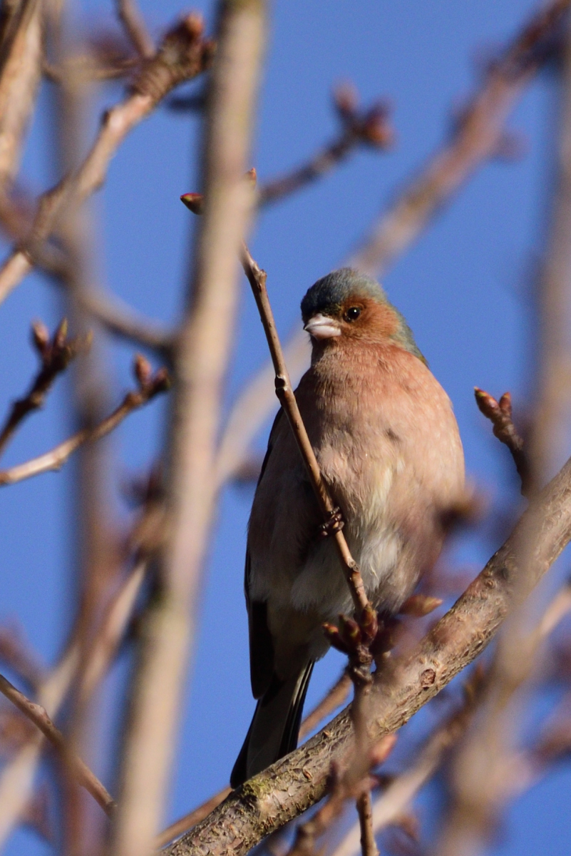 DSC_9033_00001_01.jpg