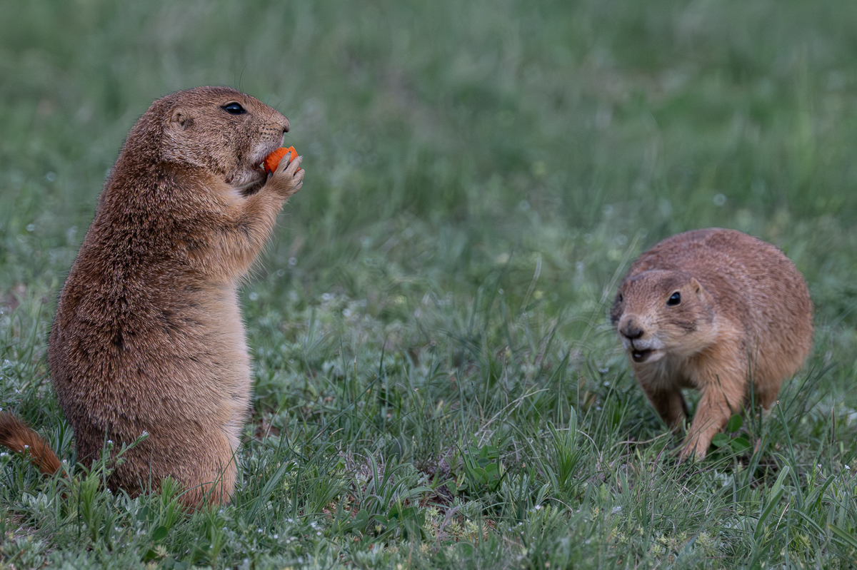 DSC_9037.jpg