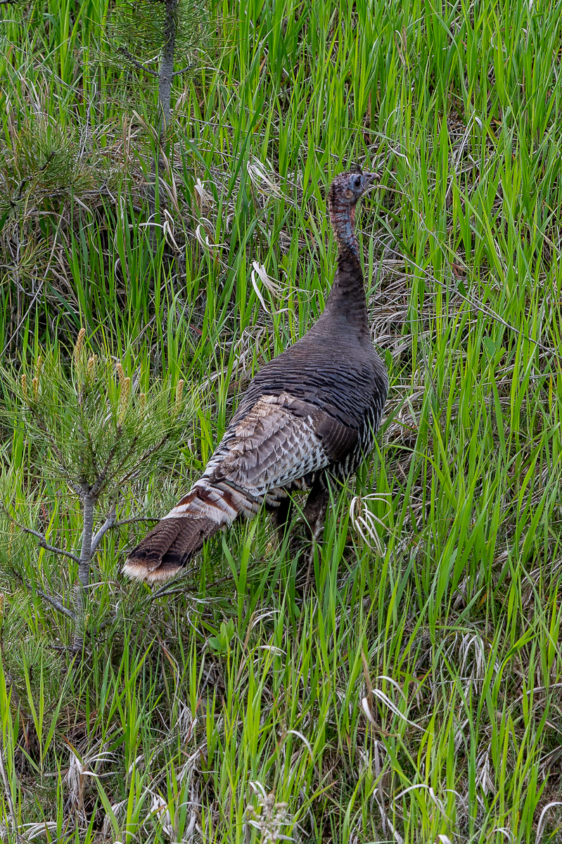 DSC_9080.jpg