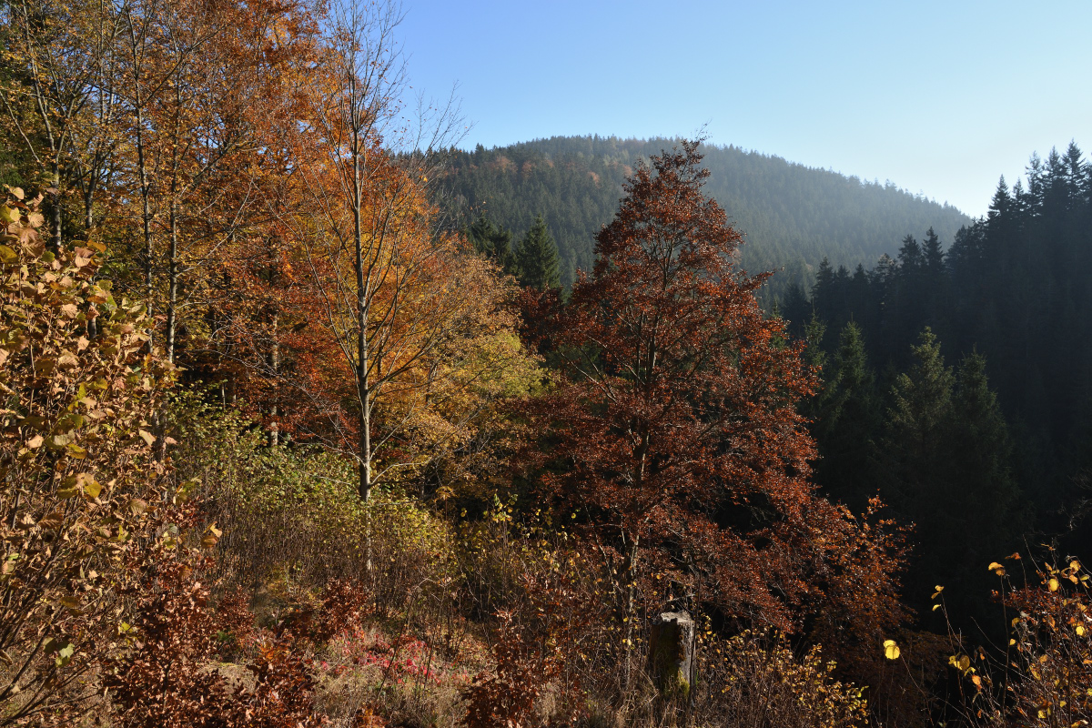 DSC_9162.JPG