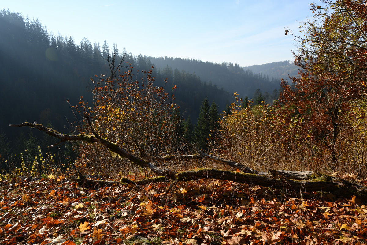 DSC_9172.JPG