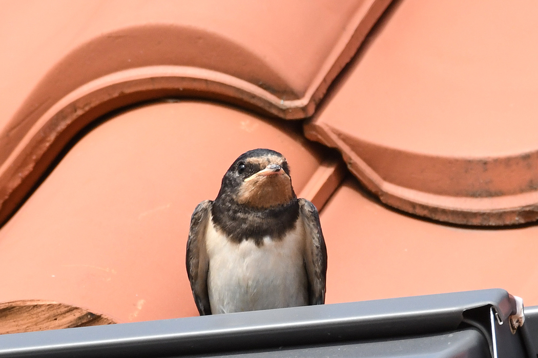 DSC_9199.jpg